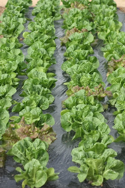 Young lettuce in rows — Stock Photo, Image