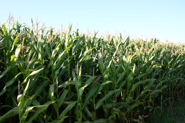 Harvest-able corn field — Stock Photo, Image