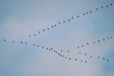Göçmen kuşların uçan