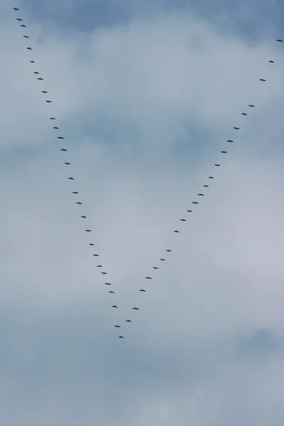 Aves migratórias voadoras — Fotografia de Stock