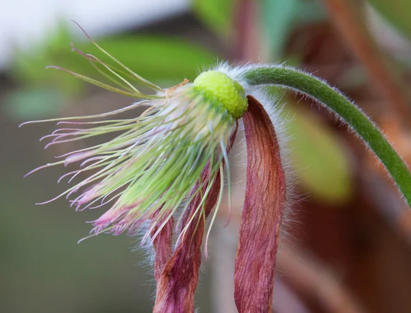 Garden pasque flower — Stock Photo, Image