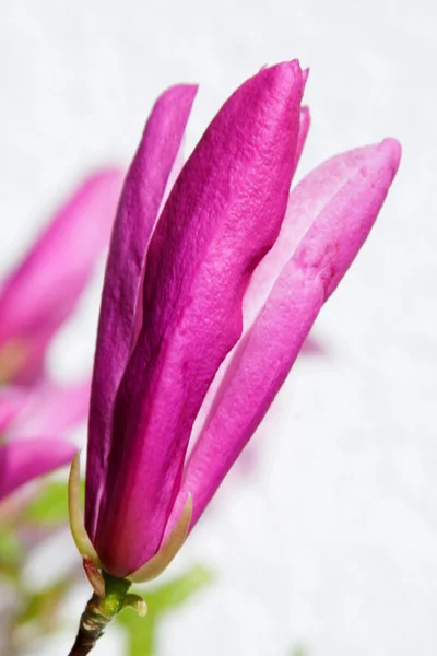 Magnolia fiorisce al sole — Foto Stock