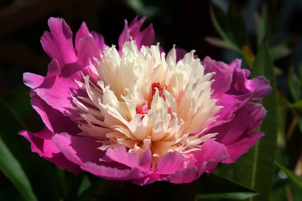Güneşin Şakayık Çiçeği — Stok fotoğraf