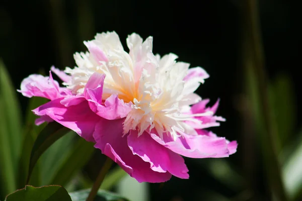 Pion blomma i solen — Stockfoto