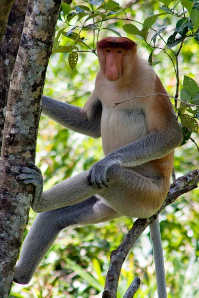 Nose Monkey Nasalis Larvatus Сфотографирован Борнео Близ Сандакана — стоковое фото