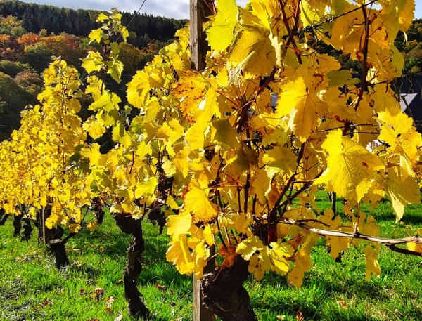 Wijngaard Bij Eltville Herfst — Stockfoto