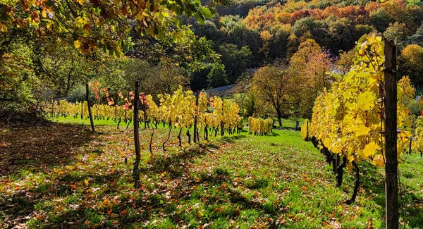 Wijngaard Bij Eltville Herfst — Stockfoto