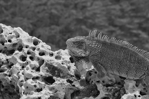 Île Verte Iguane Photographié Octobre Curaçao — Photo