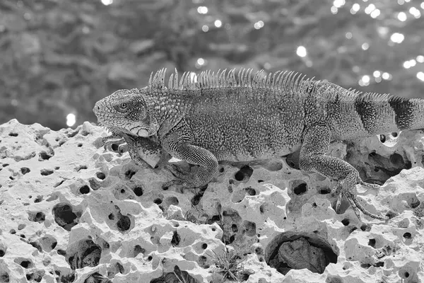 Île Verte Iguane Photographié Octobre Curaçao — Photo