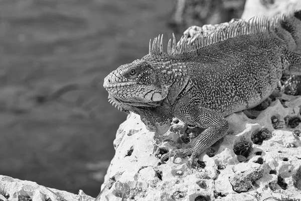 Île Verte Iguane Photographié Octobre Curaçao — Photo