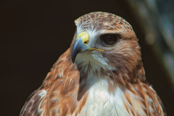 Ferruginous Hawk Buteo Regalis Largest Heaviest Hawk — Stock Photo, Image