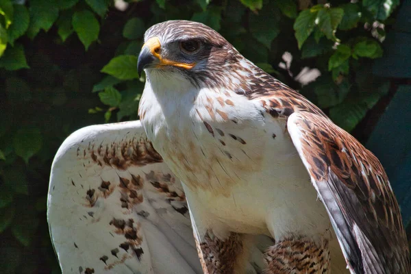 Ferruginous hawk (Buteo regalis), en büyük ve en ağır şahin.