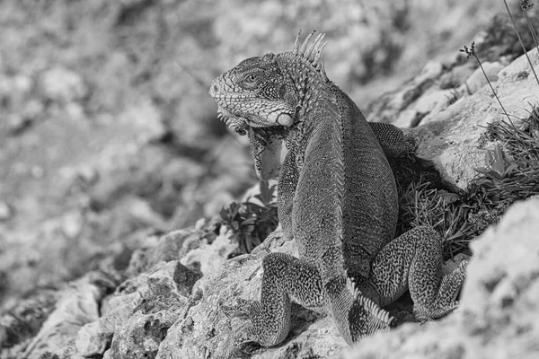 Île Verte Iguane Photographié Octobre Curaçao — Photo