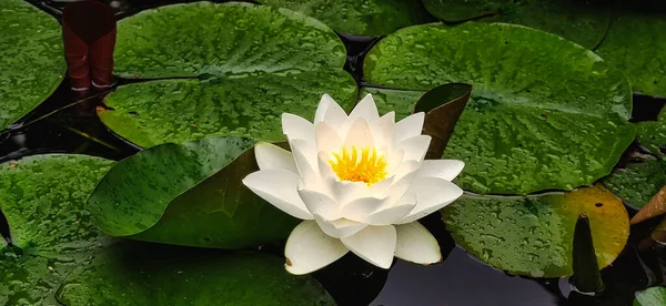 Water Lily Bloom Pond — Stock Photo, Image