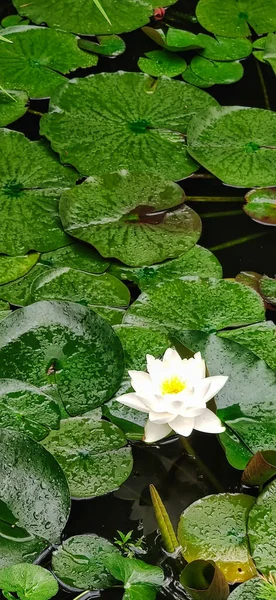 Водяные Лилии Цветут Пруду — стоковое фото