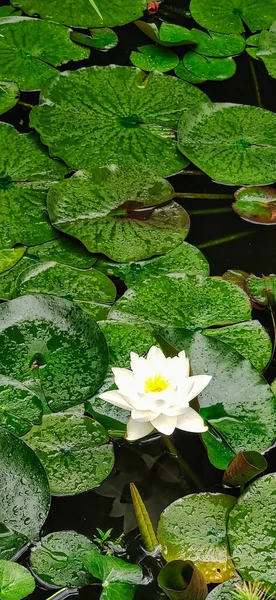 Nénuphars Fleurissent Dans Étang — Photo