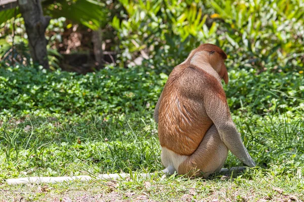 Nose Monkey Nasalis Larvatus Сфотографирован Борнео Близ Сандакана — стоковое фото