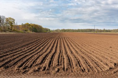 Güneşli bir bahar sabahında ekilmiş bir tarla