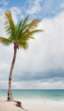 mexican Beach Palm tree