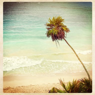 tropikal beach palm, instagram stili