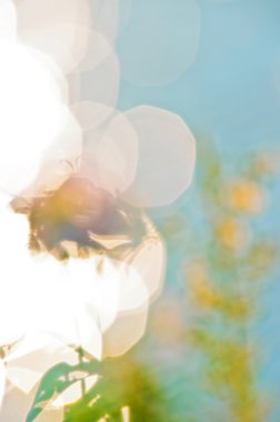 flora soyut bokeh