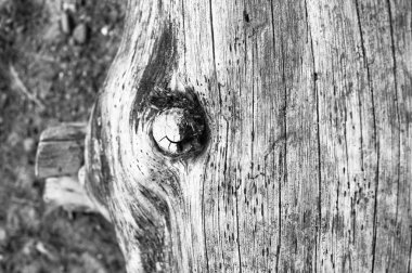 ölü ağaç kütüğü sahil