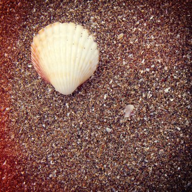 Sahilde deniz kabuğu