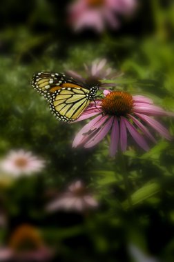 Çiçekteki güzel kelebek