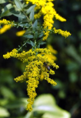 Altın Başak arıya