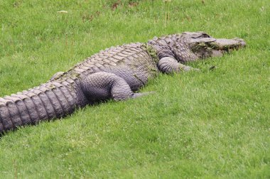 taglateli, portakal, çatal ve kaşık ile somon balığı