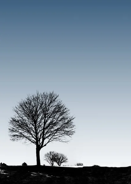 Arbre solitaire dans le champ — Photo