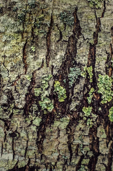 Casca de árvore e textura de líquen — Fotografia de Stock
