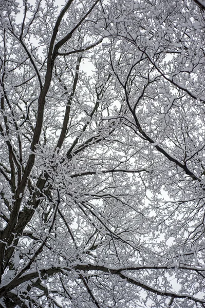 Snö täckta grenar — Stockfoto