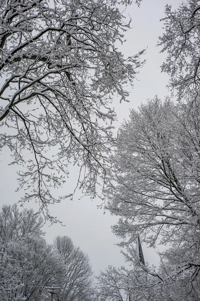 Schneebedeckte Äste — Stockfoto