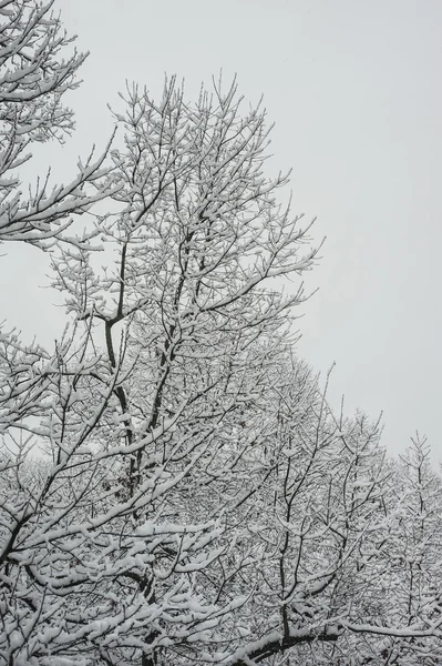 Snö täckta grenar — Stockfoto