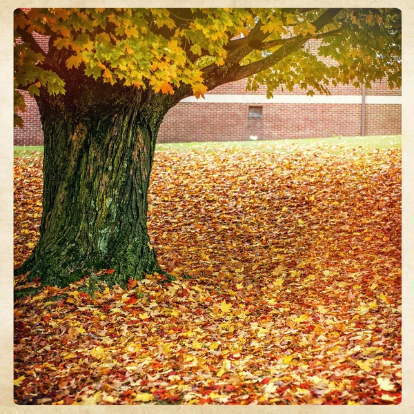 Arbre d'automne, style instagram — Photo