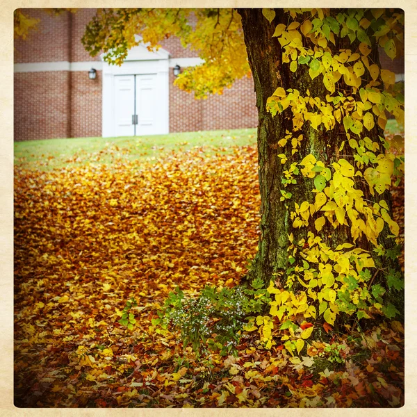 れんが造りの建物と秋のツリー — ストック写真