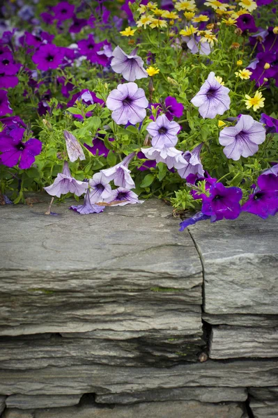 Petunia's op stenen muur — Stockfoto