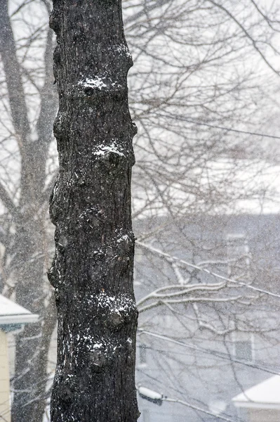Trädstammen i snöstorm — Stockfoto