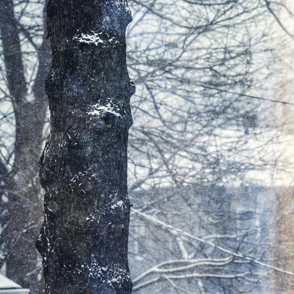 Árbol tronco en tormenta de nieve —  Fotos de Stock