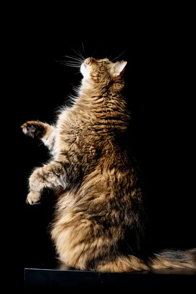 Maine coon cat standing on hind legs — Stock Photo, Image