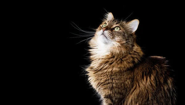 黒を背景にしたメイン・カヌー猫 — ストック写真