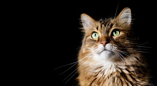 Märta coon katt på svart bakgrund — Stockfoto