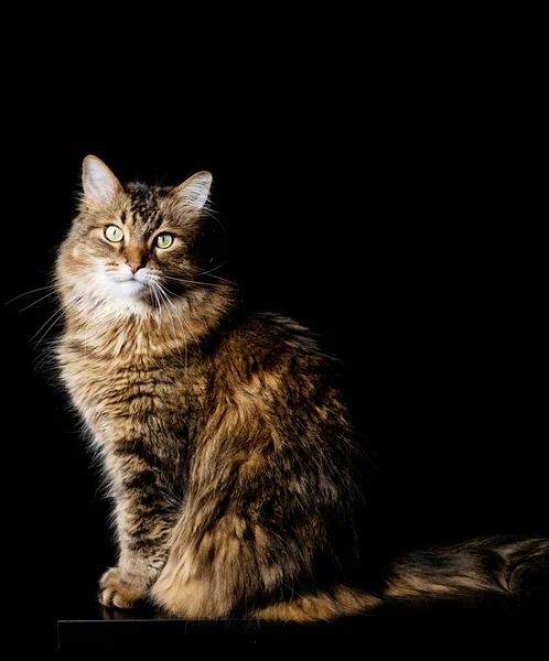 Maine Coon Katze auf schwarzem Hintergrund — Stockfoto