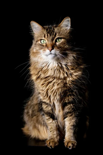 Märta coon katt på svart bakgrund — Stockfoto