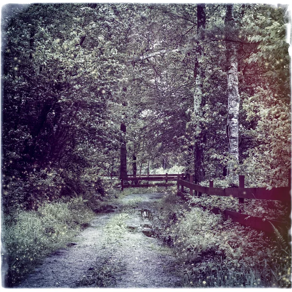 Ścieżka do lasu, instagram styl — Zdjęcie stockowe