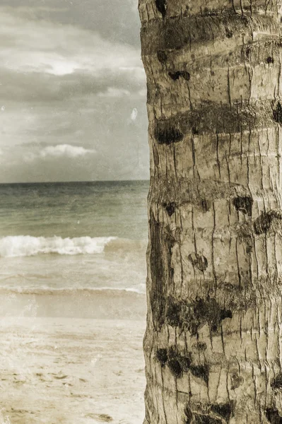 Пальмовый ствол в возрасте с пляжем — стоковое фото
