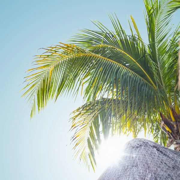 Palm Tree — Stock Photo, Image