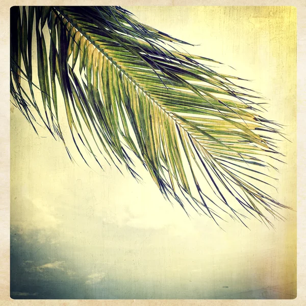 棕榈树，instagram 样式 — 图库照片
