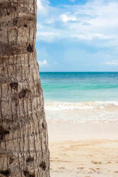 Palm Tree, instagram style — Stock Photo, Image